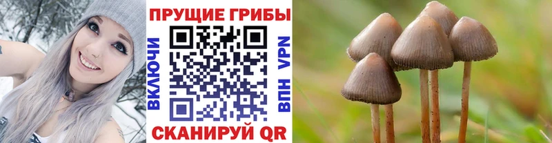 сколько стоит  Мостовской  Галлюциногенные грибы Cubensis 